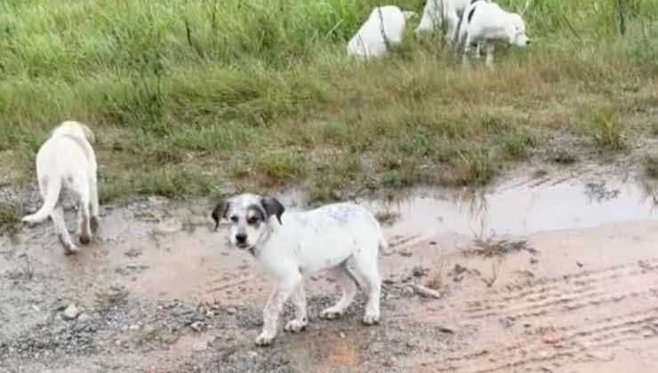 Cinque cuccioli di cane abbandonati nel fango
