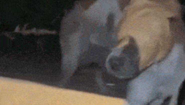 Cane con gli occhi bendati dallo scotch