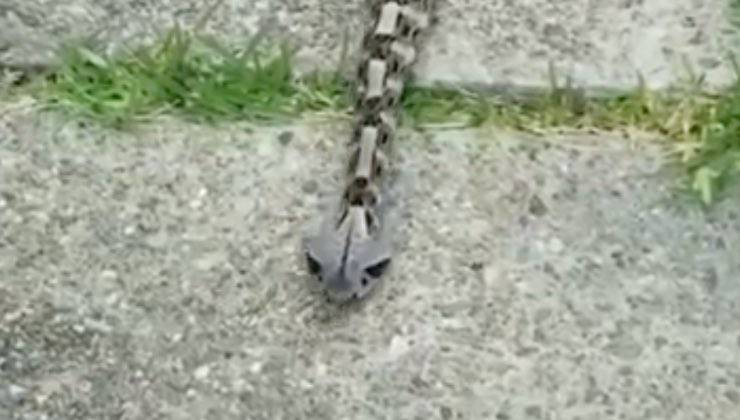 Vipera che si mimetizza con il terreno