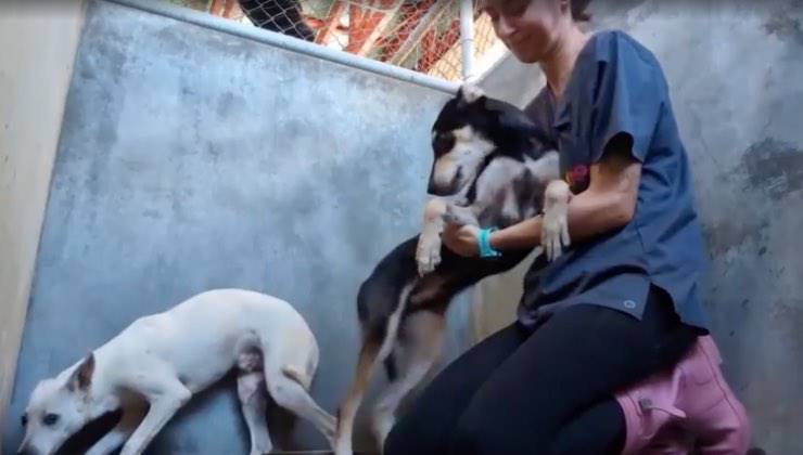 La volontaria per il recupero degli cani randagi nel Pacifico