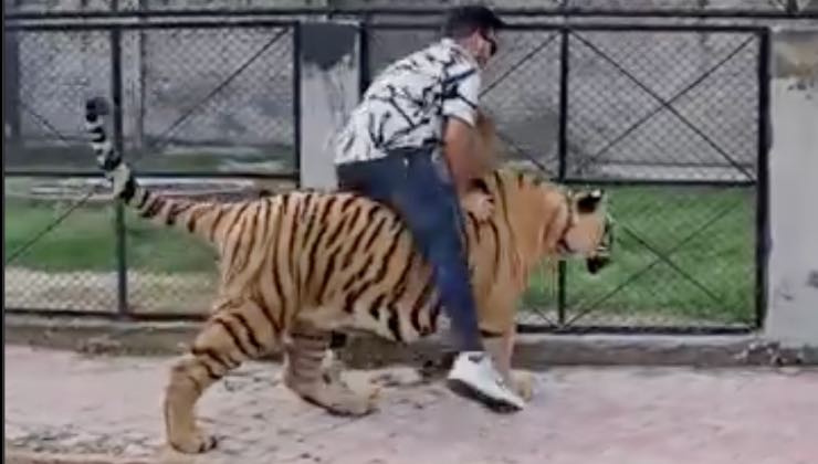 Uomo maltratta animale selvatico