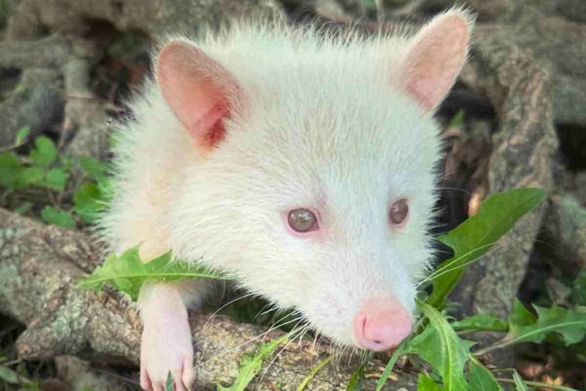 Procione albino tra gli alberi 