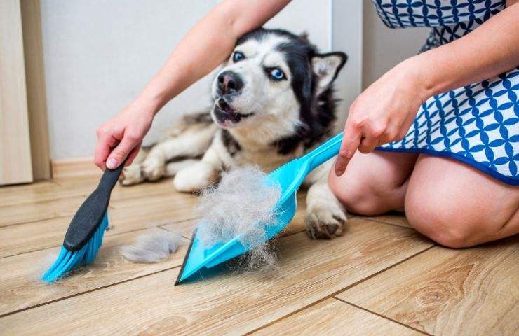 Spazzare pelo del cane