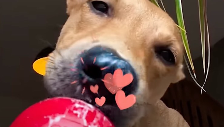 Muso di un cane innamorato