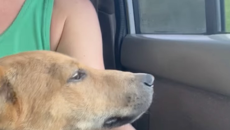 Cane guarda fuori dal finestrino dell’auto