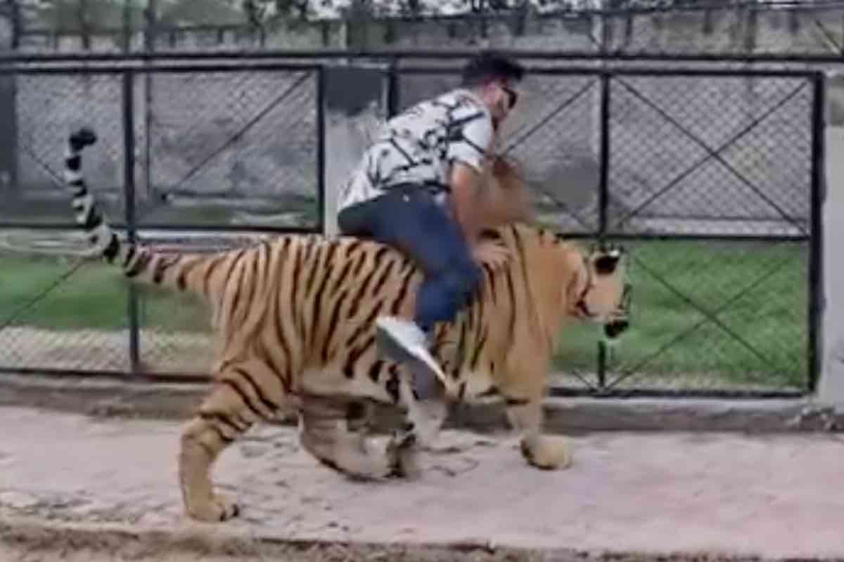 Uomo cavalca la tigre in Pakistan