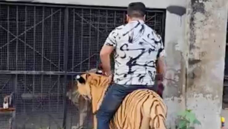 Uomo seduto sulla tigre alla catena