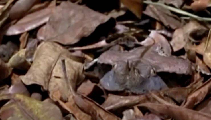Vipera mimetizzata tra le foglie secche