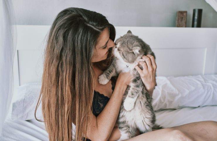 gatto mattina