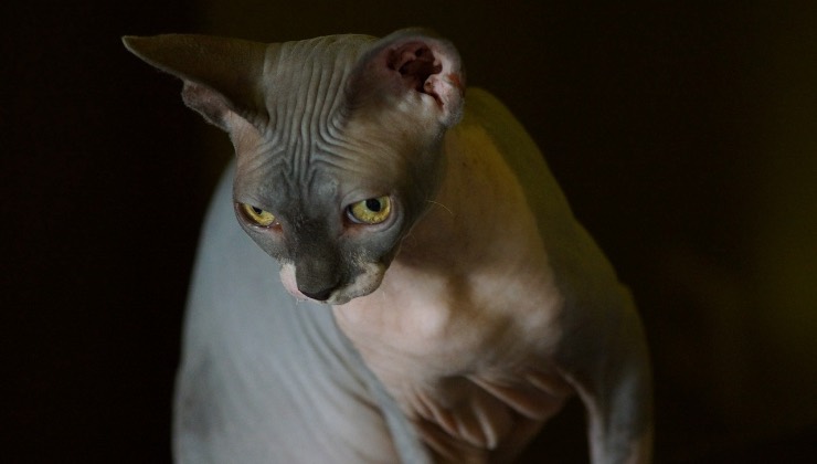 Esemplare di gatto molto simile agli esemplari di cani