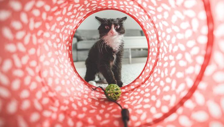 Gatto gioca con una palla di tessuto