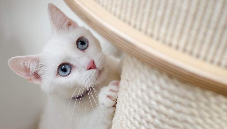 Gatto bianco che gioca in casa
