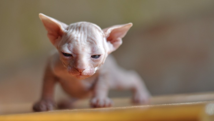Uno dei gatti che sogliano agli American Bully