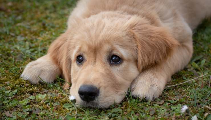 Cucciolo di cane sdraiato all’esterno