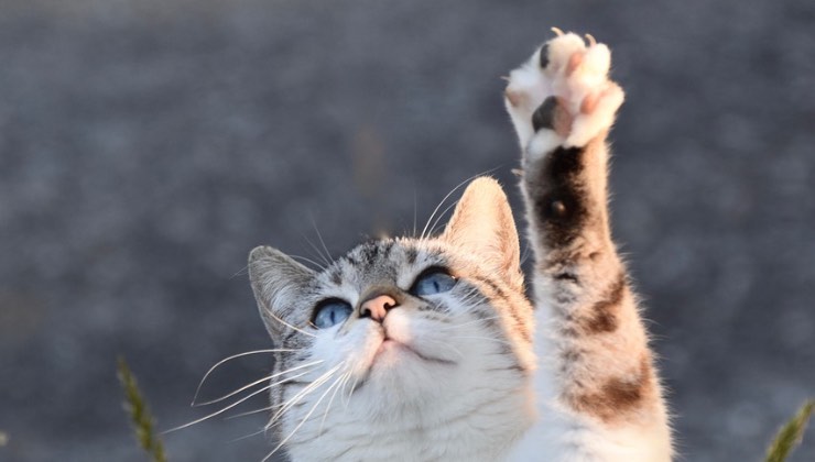 Gatto con la zampa in alto come un’illustrazione giapponese