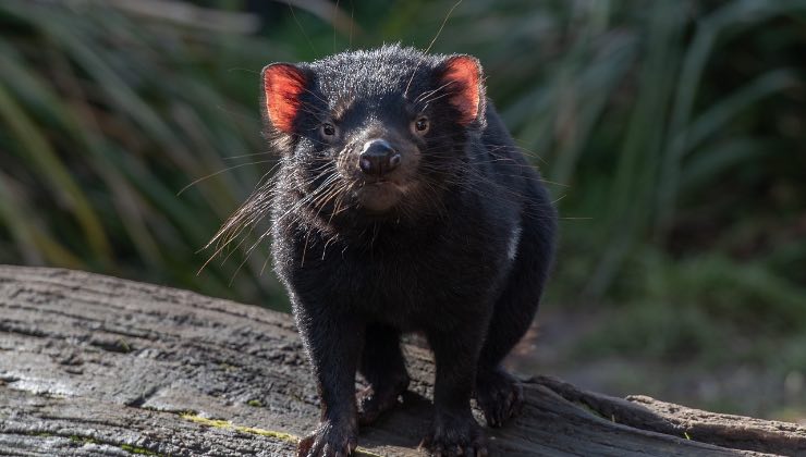 Marsupiale dei Looney Toones nel suo habitat naturale