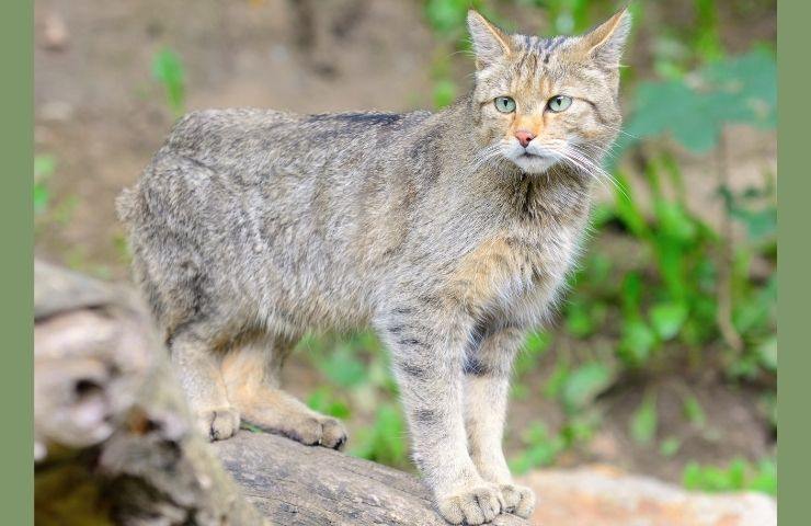 gatto selvatico su un tronco