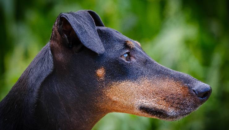 testa del cane