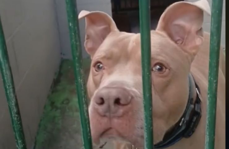 Cane Rascal in gabbia
