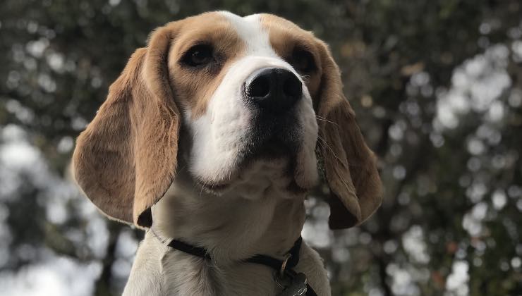 Cane in zona colpita dalle radiazioni