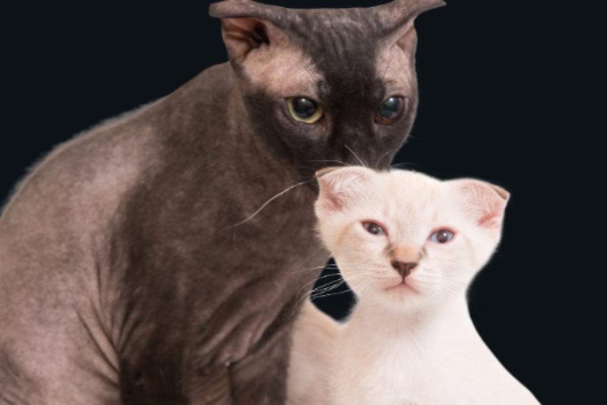 Due gatti senza pelo