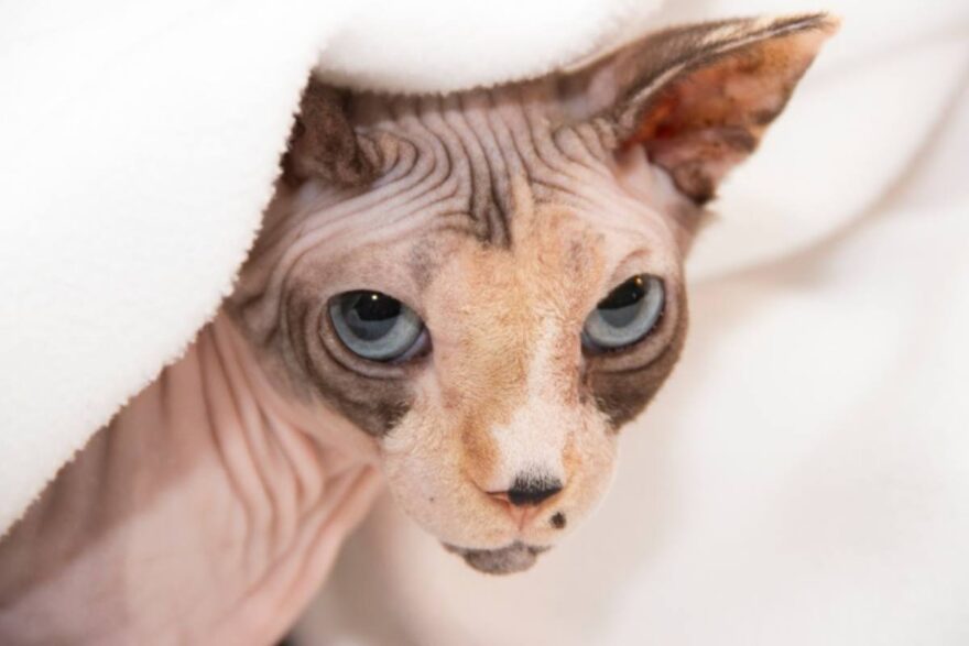Gatto senza pelo