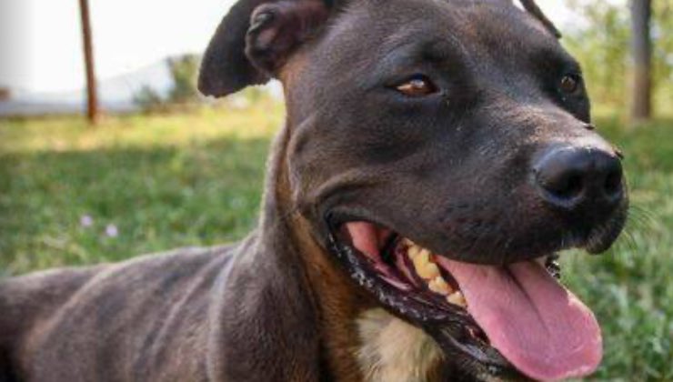 Cucciola di Pit bull mentre sorride nel verde