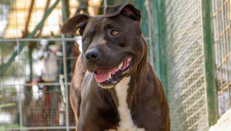 Pit bull bianca nera e marrone sorridente 