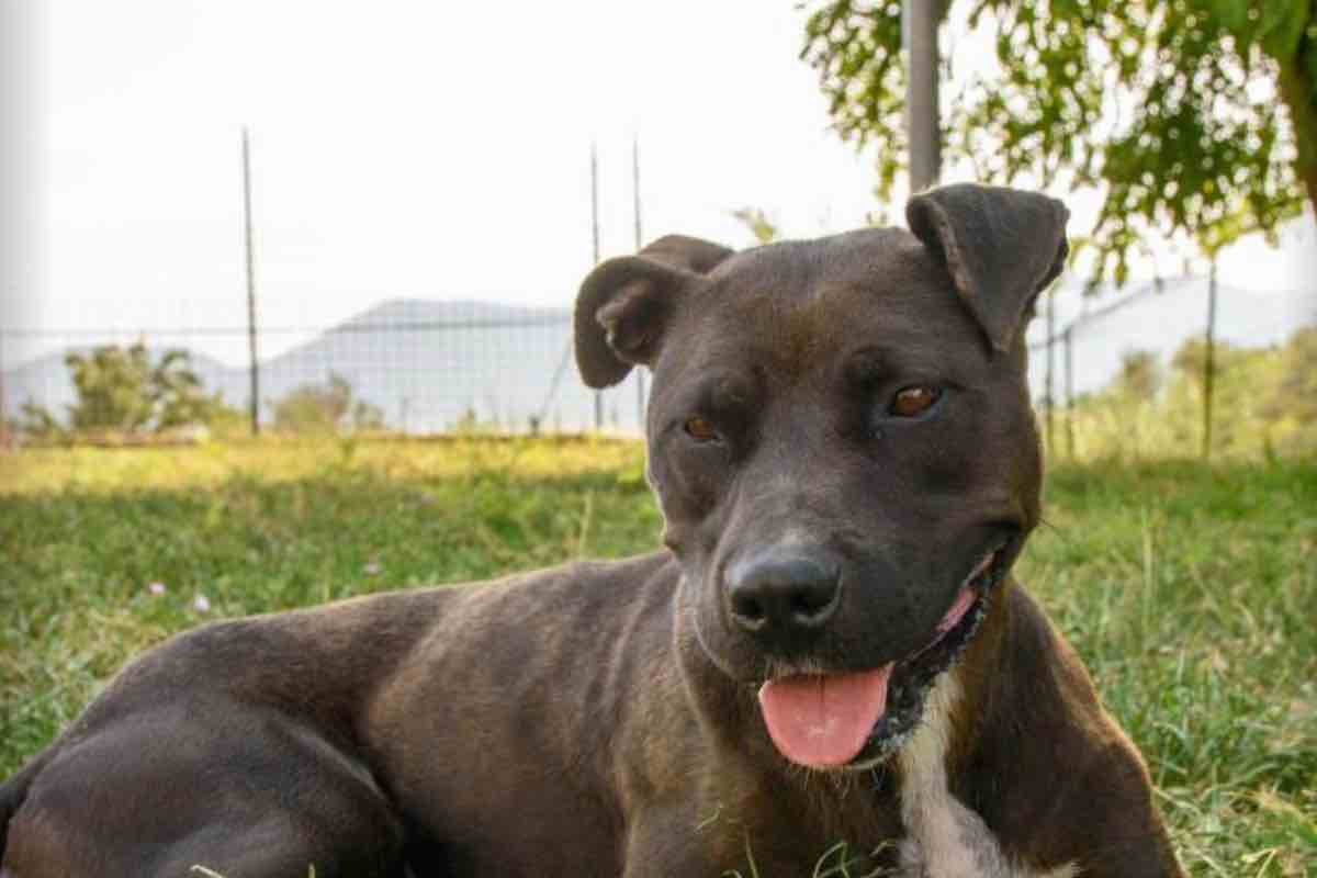 Pit bull marrone al canile di La Spezia