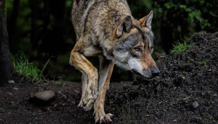 Lupo cerca una via di fuga
