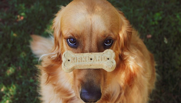 Golden Retriever con biscotto sul naso guarda intensamente verso l’alto