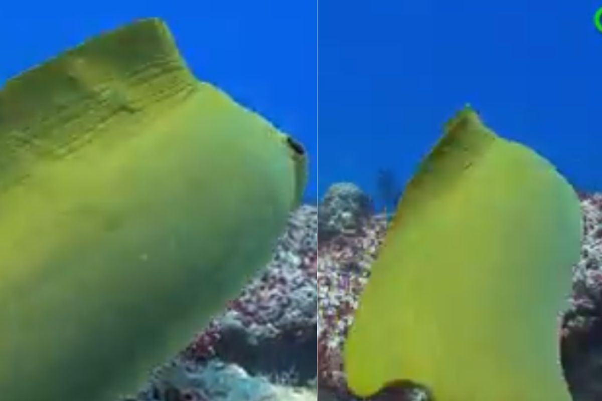 anguilla volti