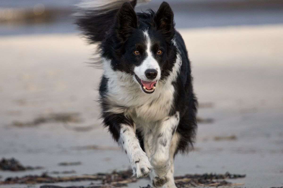 border collie