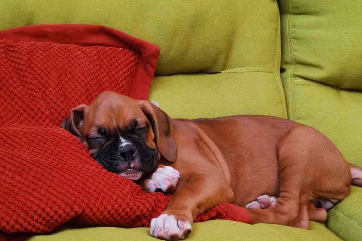 boxer