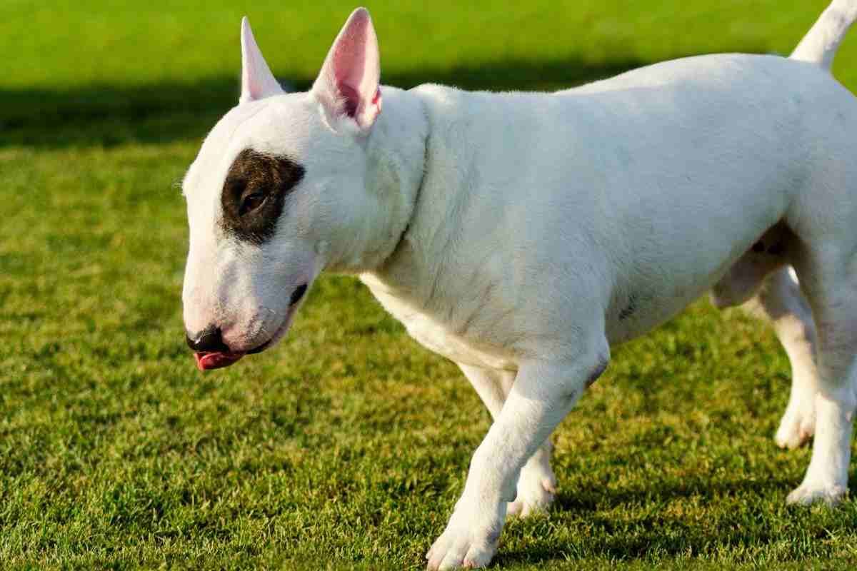 bull terrier