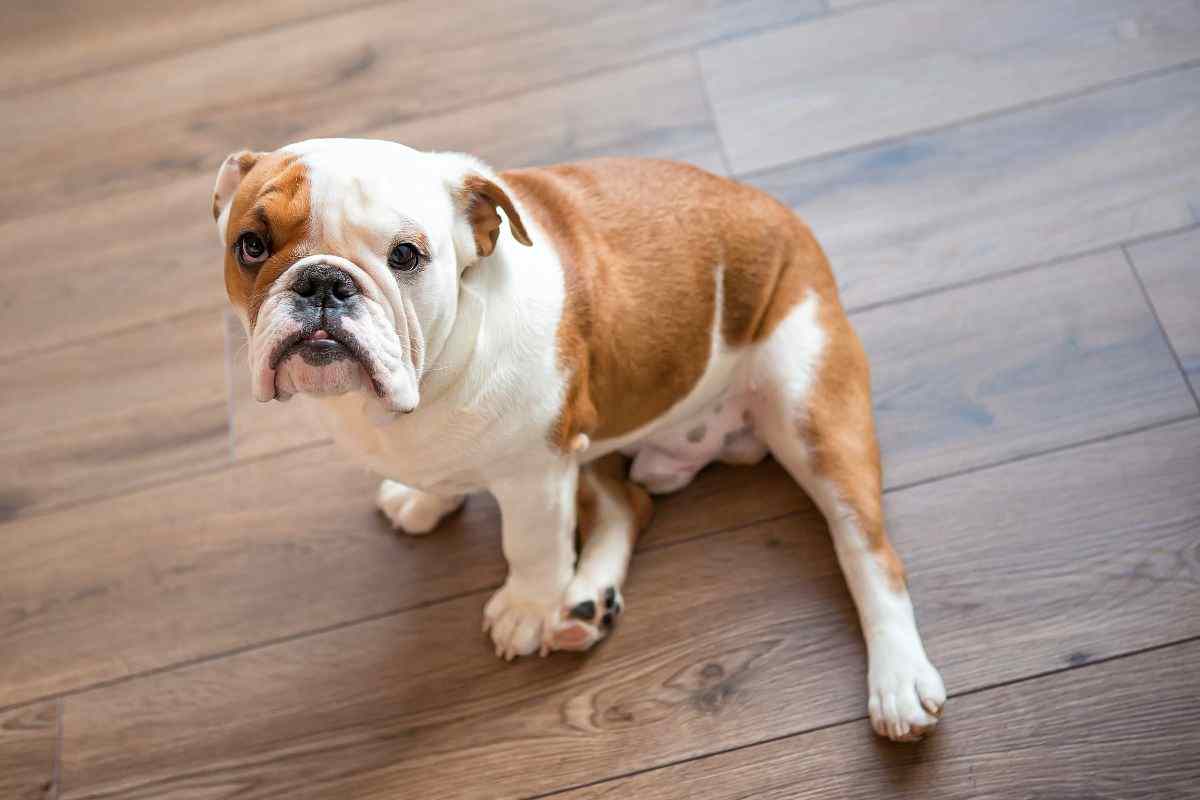 bulldog inglese