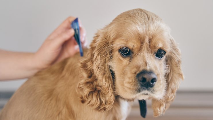 cagnolino malato