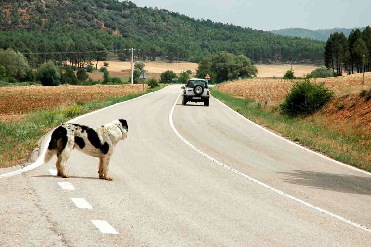 cane abbandonato per strada
