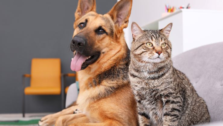 pastore tedesco e gatto grigio