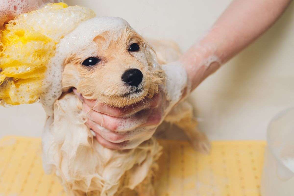lavare il cane