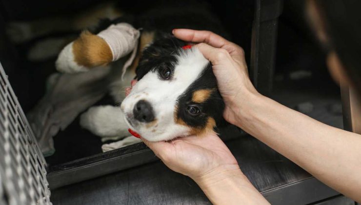 cucciolo di cane sta male