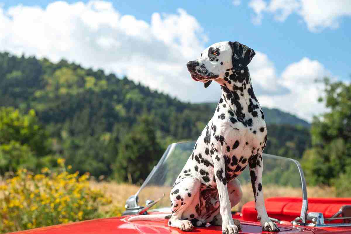 dalmata
