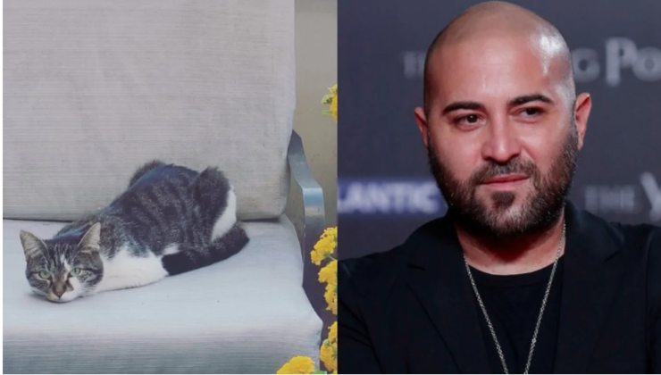 gattina dei negramaro
