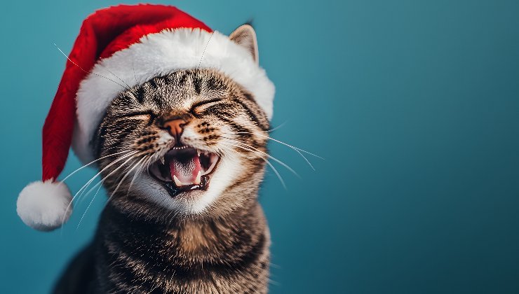 gatto con cappellino