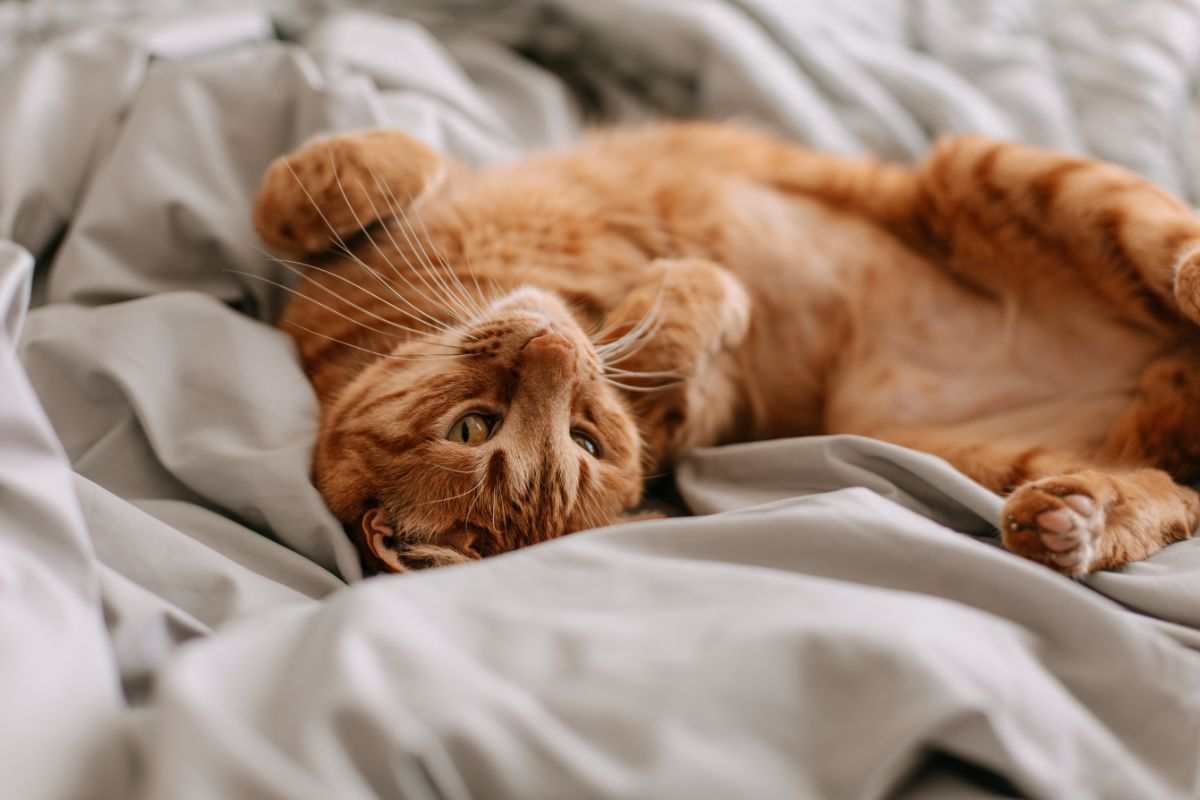 gatto sul letto
