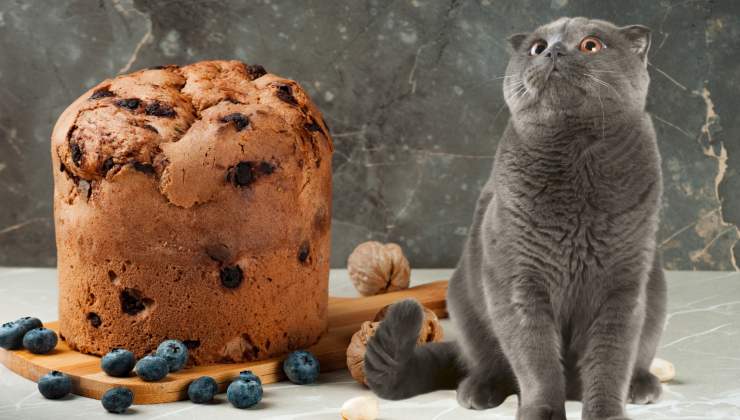 gatto mangia il panettone