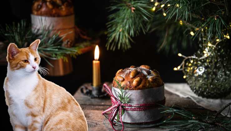 gatto mangia panettone