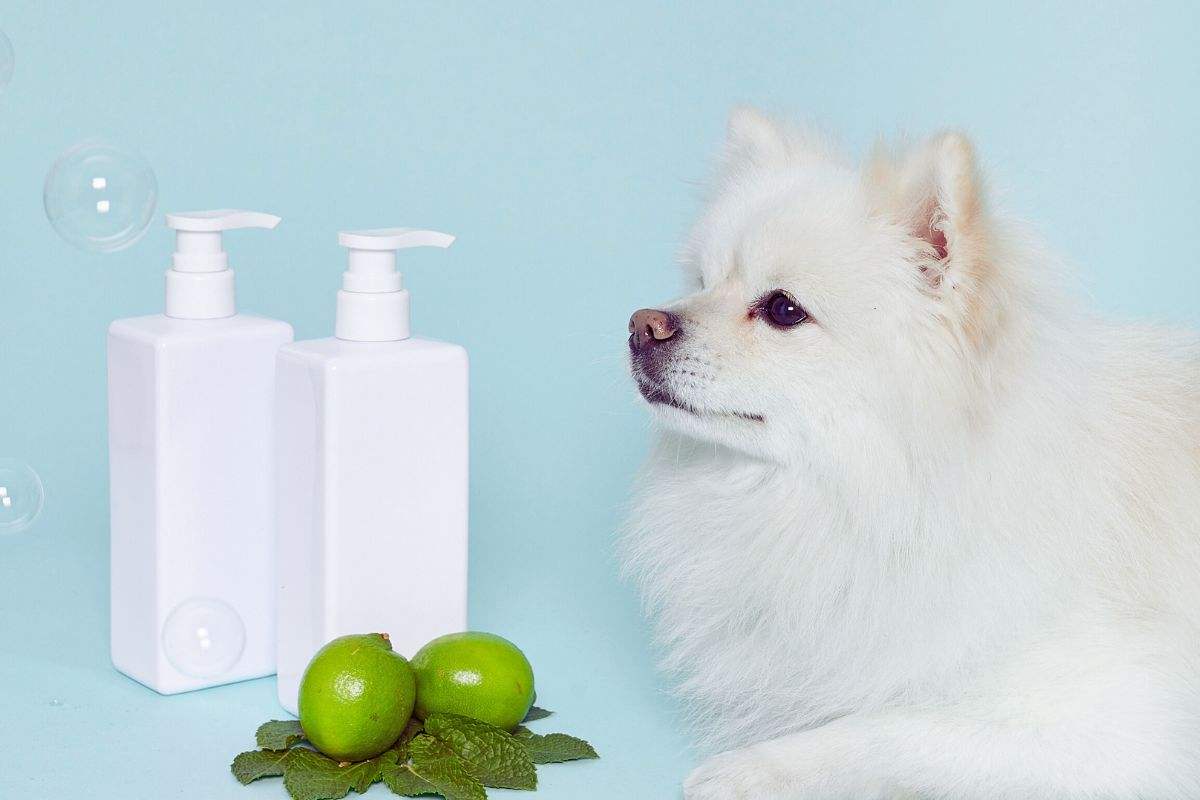creare shampoo