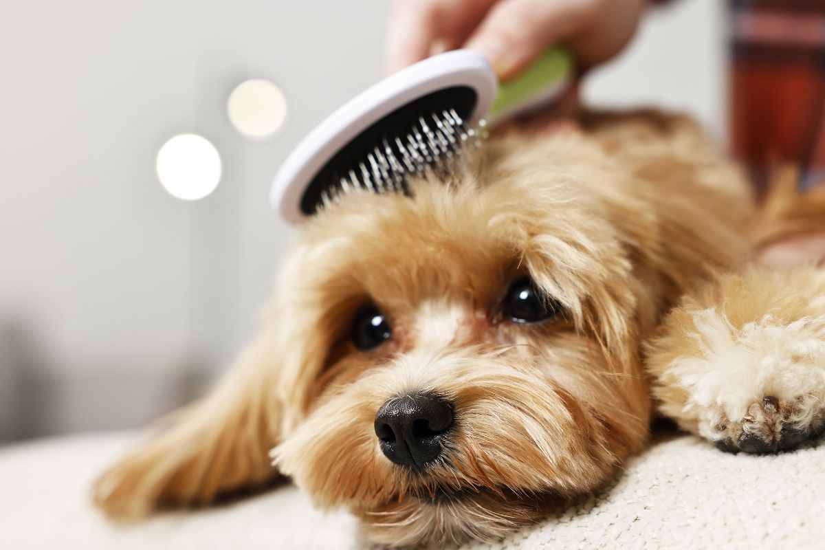 spazzolare il cane