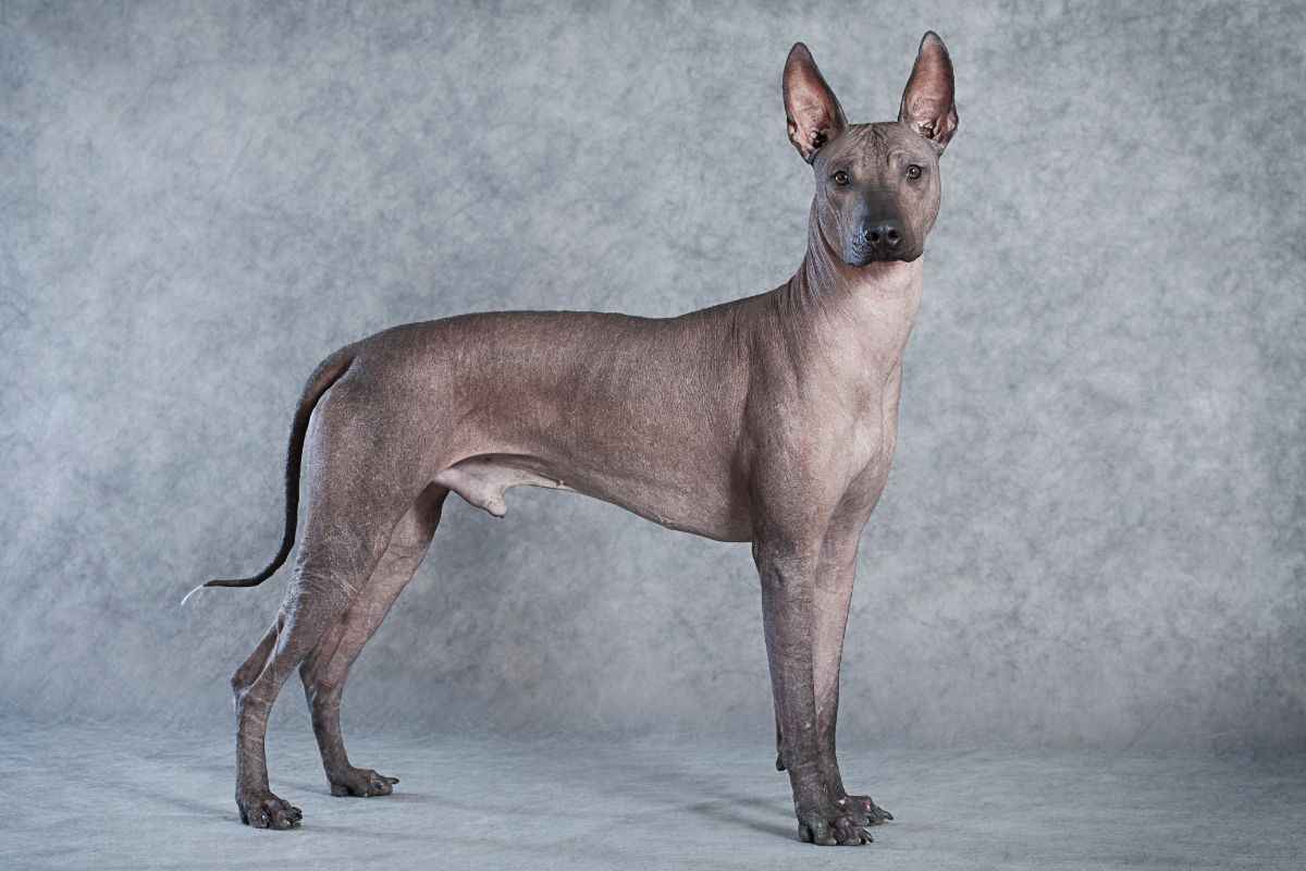 xoloitzcuintle